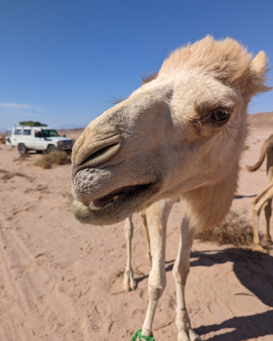 Ein neugieriges Kamel steht auf sandigem Boden, im Hintergrund ein Geländewagen.